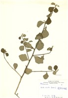 藏品(細葉金午時花)的圖片